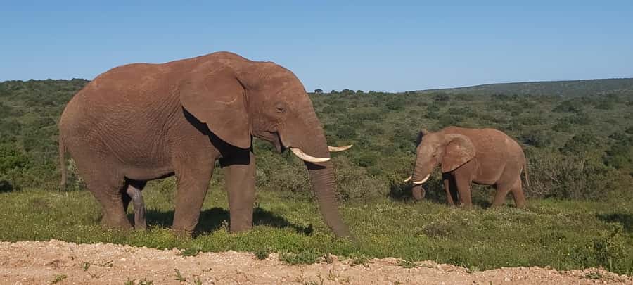 Addo Elephant National Park Full Day Safari with Braai Lunch - Pickup from Port Elizabeth to Matyholweni