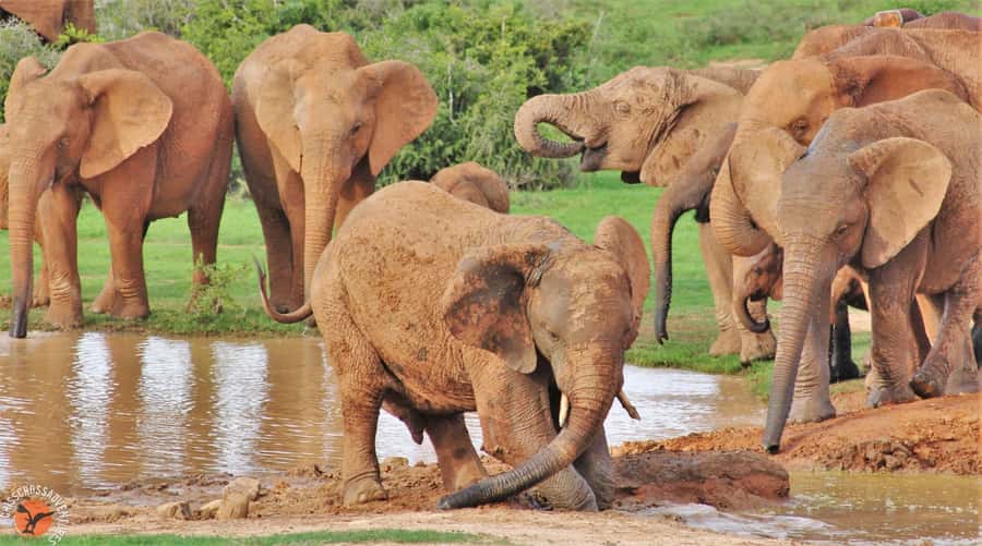 Addo Elephant National Park: Guided Half-Day Safari - Key points to know before you go