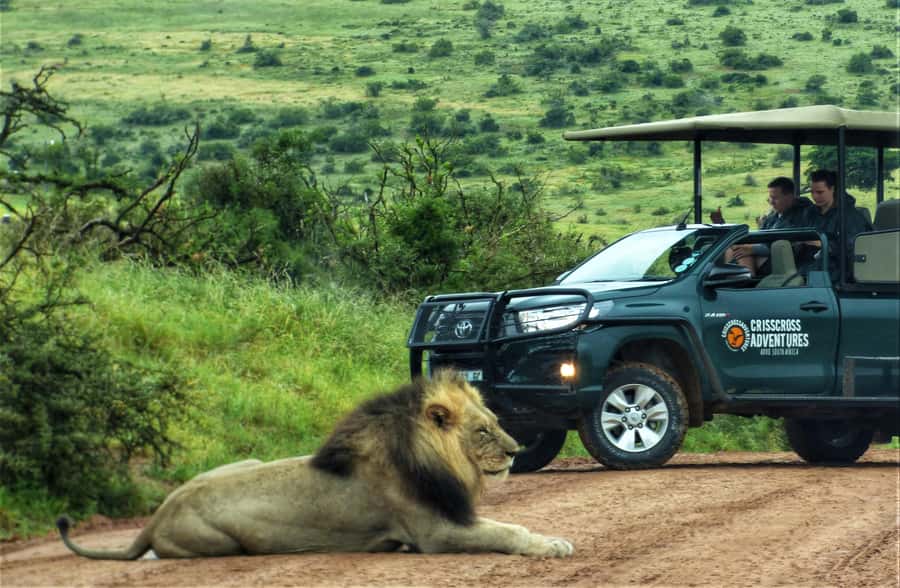 Addo Elephant National Park: Guided Half-Day Safari - Starting from Chrislin African Lodge