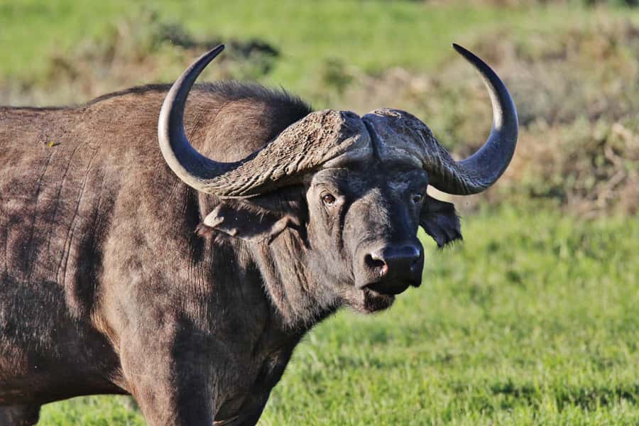 Addo Elephant National Park: Guided Half-Day Safari - Searching Addo for elephants, zebras, and lions