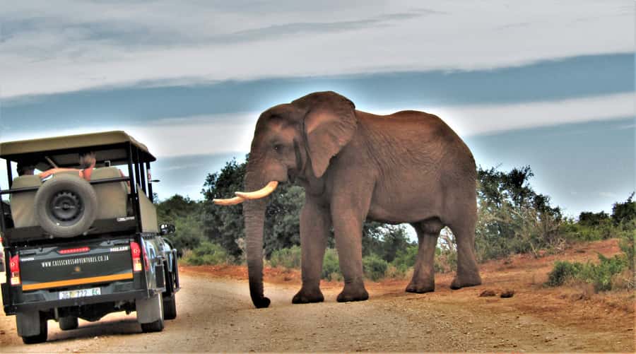 Addo Elephant National Park: Guided Half-Day Safari - Why the small group matters