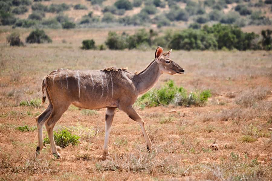 Addo Elephant National Park: Guided Half-Day Safari - The real cost: $82 plus the park fee