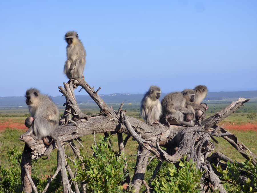 Addo Elephant National Park: Guided Half-Day Safari - Food, drinks, and what to carry