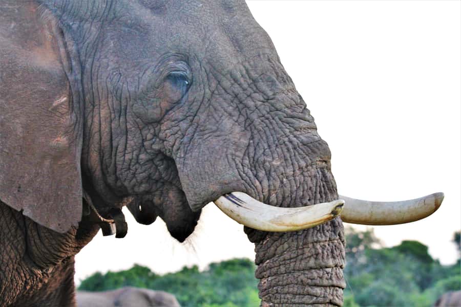 Addo Elephant National Park: Guided Half-Day Safari - The main drawback: a later start and busier roads