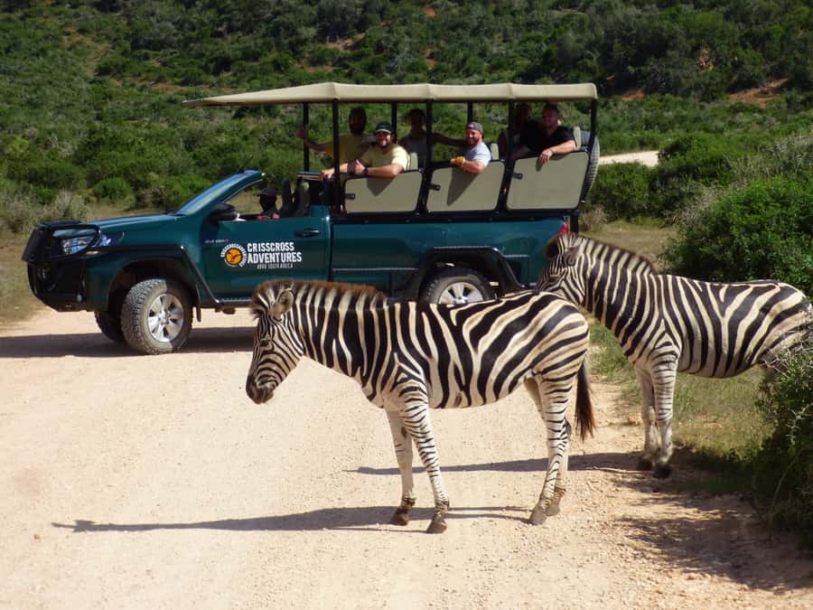 Addo Elephant National Park: Guided Half-Day Safari - What the open vehicle changes