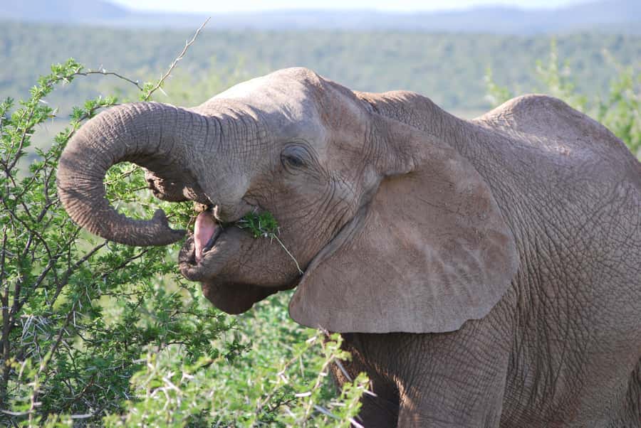 Addo Elephant National Park: Half Day Private Safari - Key points to know before you book