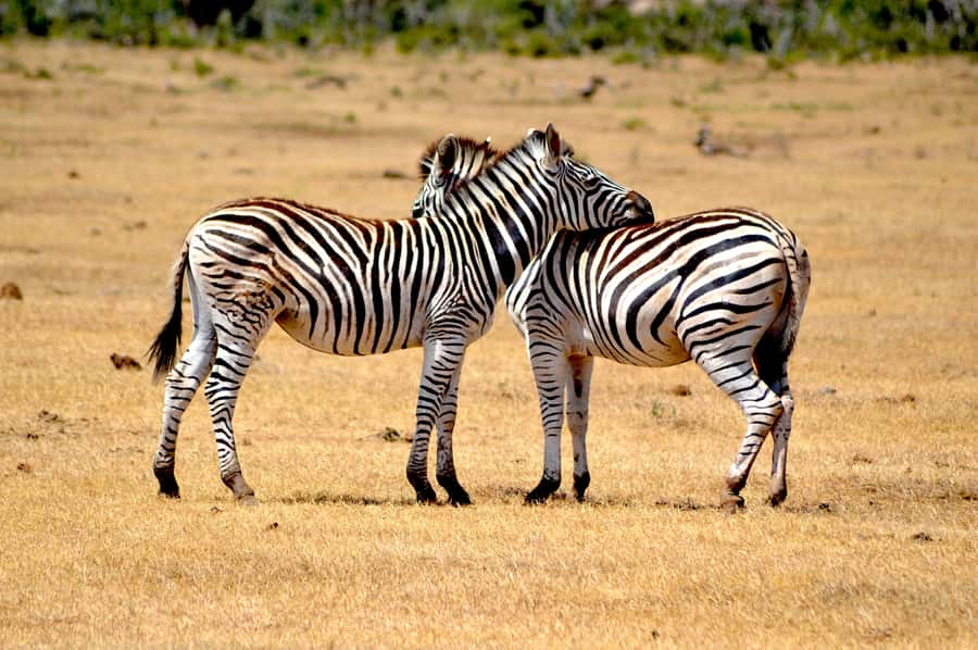 Addo Elephant National Park: Half Day Private Safari - Why a private Addo safari changes the experience