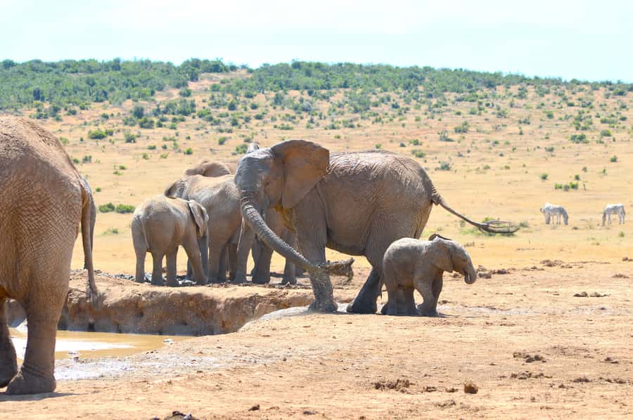 Addo Elephant National Park: Half Day Private Safari - What the guide adds to the five-hour drive