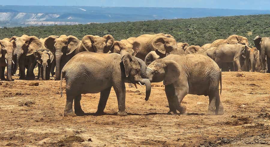 Addo Elephant National Park: Half Day Private Safari - Who will get the most from this Addo experience?