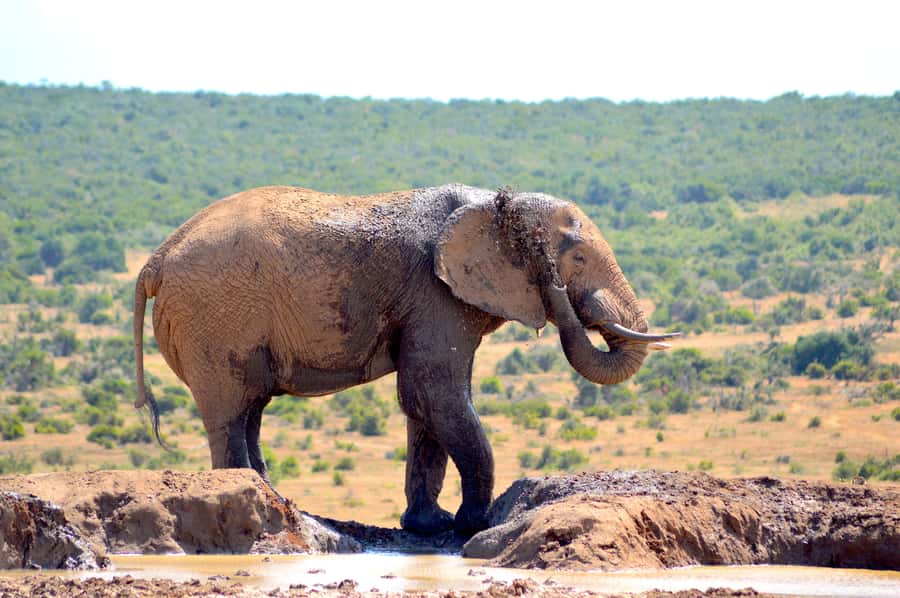 Addo Elephant National Park: Half Day Private Safari - Starting in Addo and reaching the park