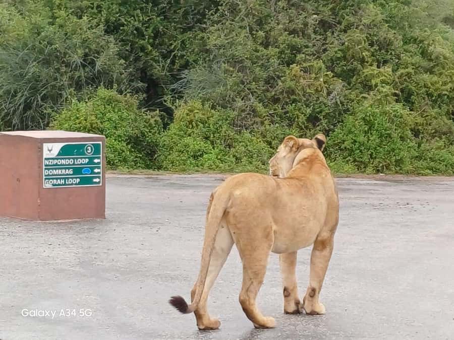 : Addo Elephant National Park Safari Half Day - Key points at a glance