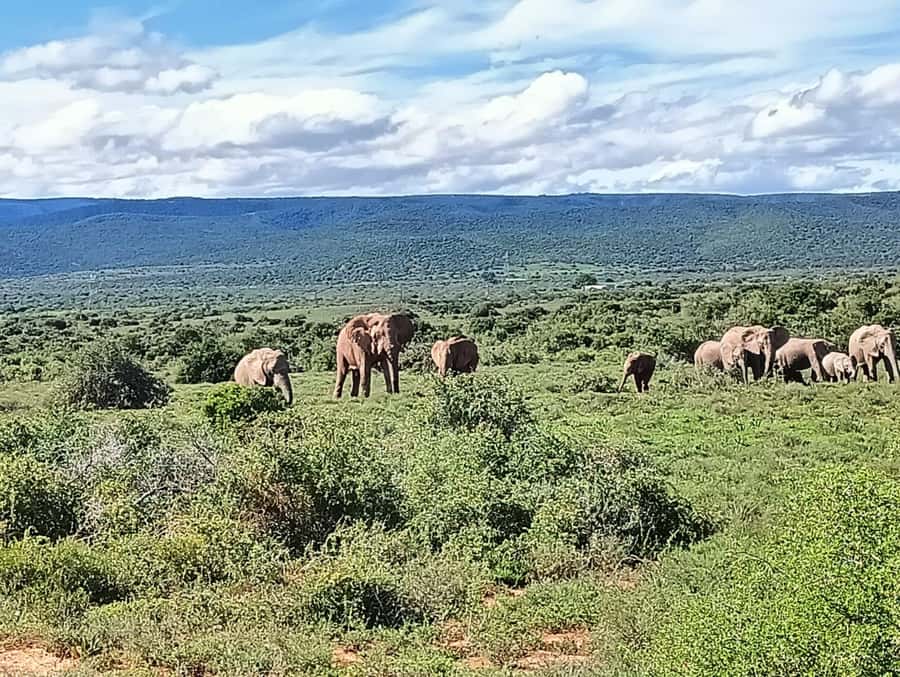 : Addo Elephant National Park Safari Half Day - Four hours in Addo, from Port Elizabeth to the park