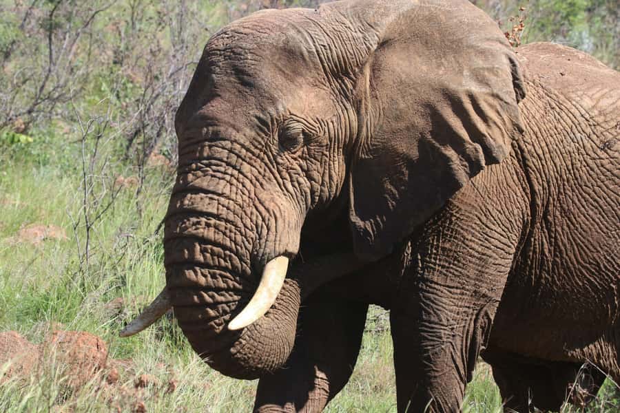 : Addo Elephant National Park Safari Half Day - What you are most likely to see