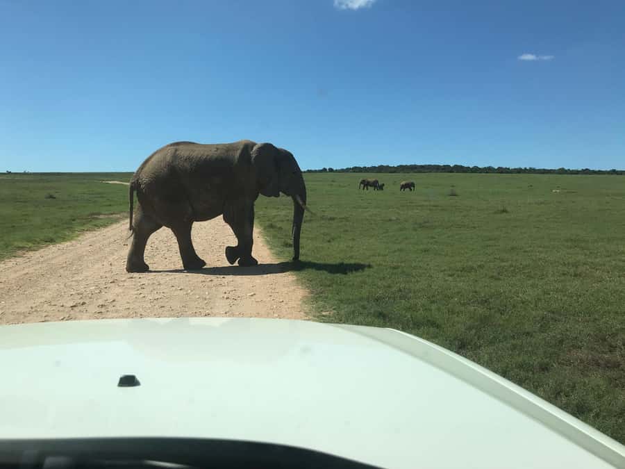 : Addo Elephant National Park Safari Half Day - The vehicle matters more than the snacks