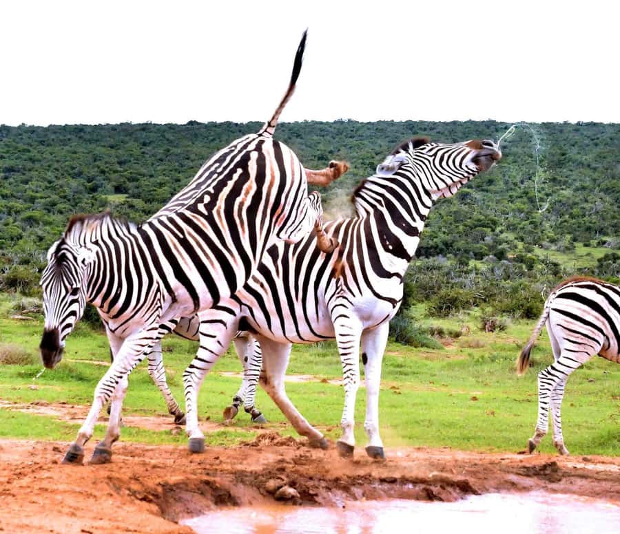 : Addo Elephant National Park Safari Half Day - Snacks, beer, and wine during the outing