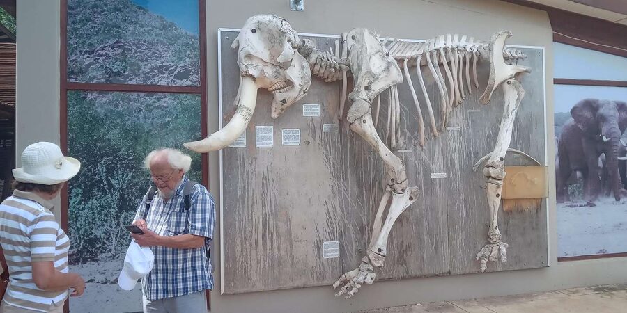 : Addo Elephant National Park Safari Half Day - Who will enjoy this half-day safari?