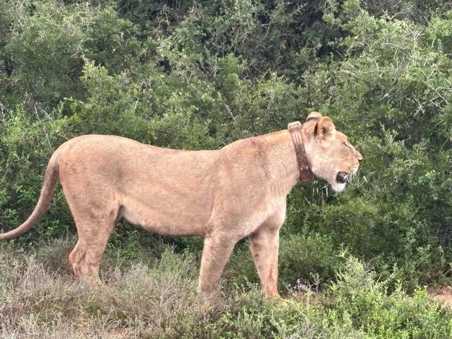 : Addo Elephant National Park Safari Half Day - Starting at South Gate
