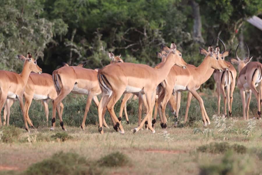 Addo Elephant Park and Giraffe Walk Full Day Safari - Should you book this Addo safari?