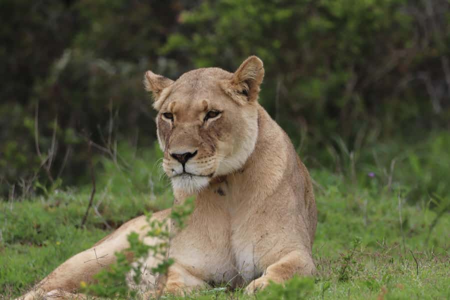 Addo Elephant Park and Giraffe Walk Full Day Safari - Why this Addo day has more variety than a standard safari