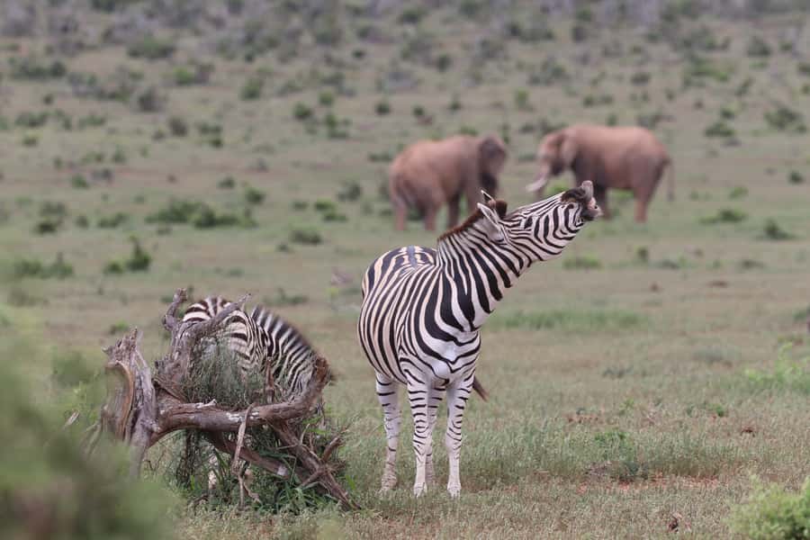 Addo Elephant Park and Giraffe Walk Full Day Safari - A traditional braai lunch in the park