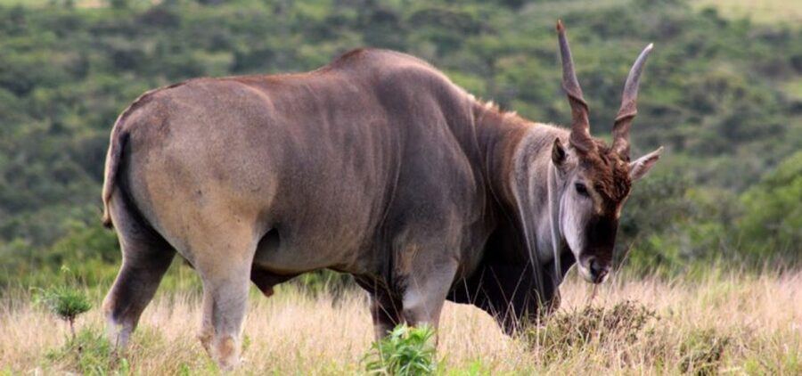 Addo Elephant Park and Giraffe Walk Full Day Safari - The afternoon giraffe walk near the Sundays River Valley