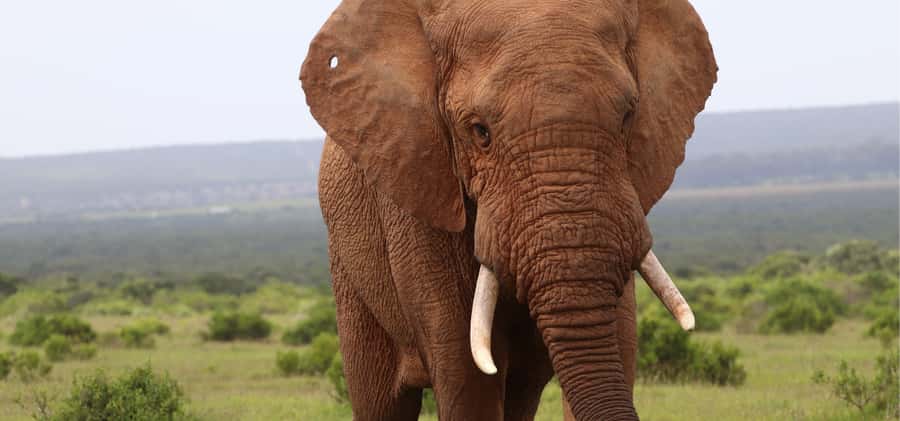 Addo Elephant Park and Giraffe Walk Full Day Safari - Timing, cancellations, and practical details