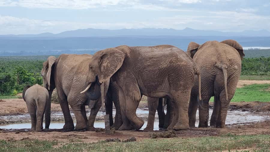 Addo Elephant Park and Giraffe Walk Full Day Safari - Starting early from Port Elizabeth or Colchester