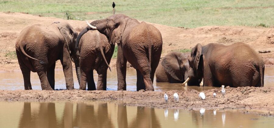 Addo Elephant Park and Giraffe Walk Private Full Day Safari - What the seven-hour schedule feels like
