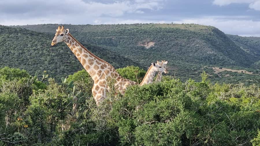 Addo Elephant Park and Giraffe Walk Private Full Day Safari - Who will enjoy this most