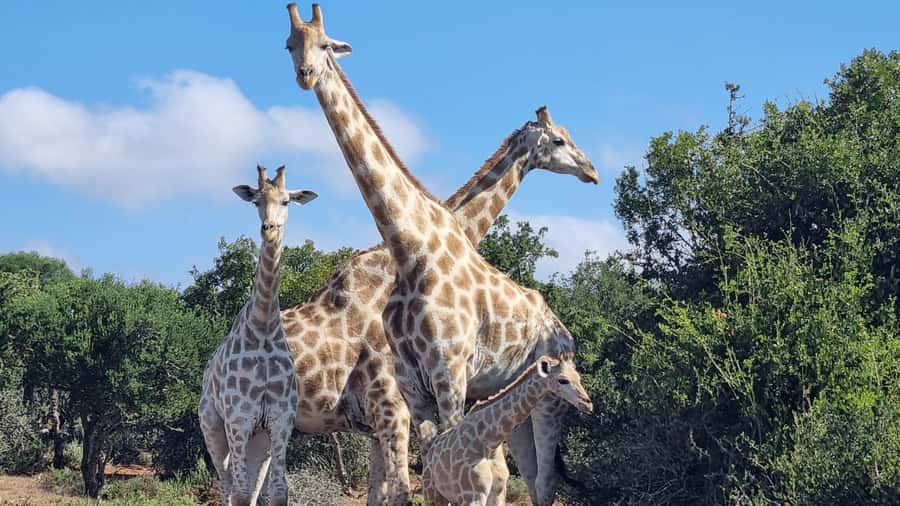 Addo Elephant Park and Giraffe Walk Private Full Day Safari - Communication, cancellation, and booking value