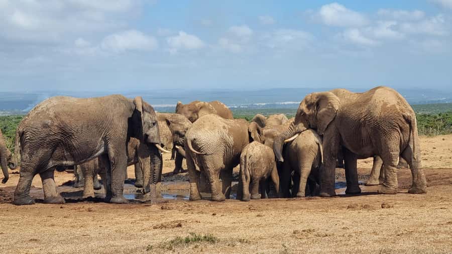 Addo Elephant Park and Giraffe Walk Private Full Day Safari - Addo Elephant National Park and its elephant country