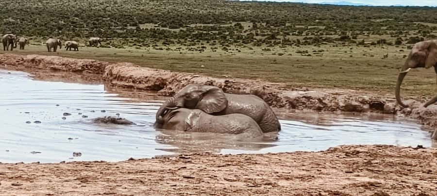 Addo Elephant Park:Safari Tour meet Big 5 to be satisfied - Meeting Otto at the Harbour