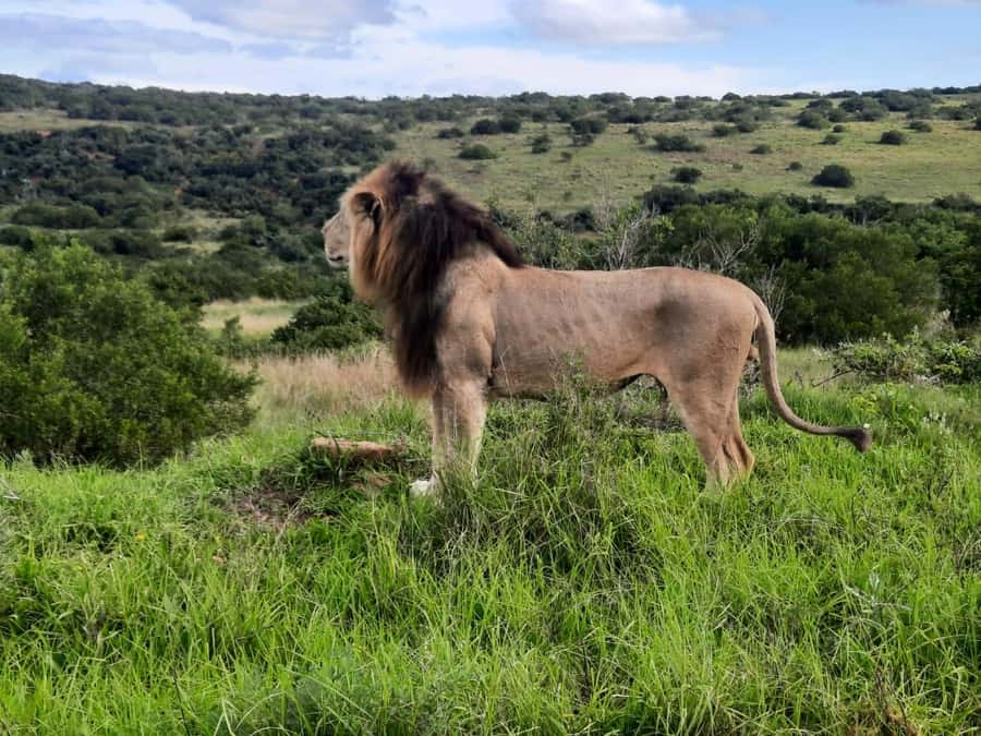 Addo Elephant Park:Safari Tour meet Big 5 to be satisfied - Searching for Addo’s Elephants and Big Five