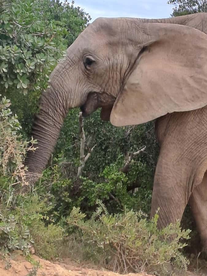 Addo Elephant Park:Safari Tour meet Big 5 to be satisfied - A Picnic Lunch Inside the Park