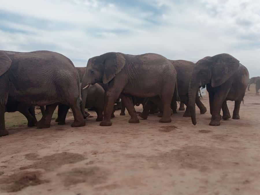 Addo Elephant Park:Safari Tour meet Big 5 to be satisfied - The Drive to Addo Elephant Park