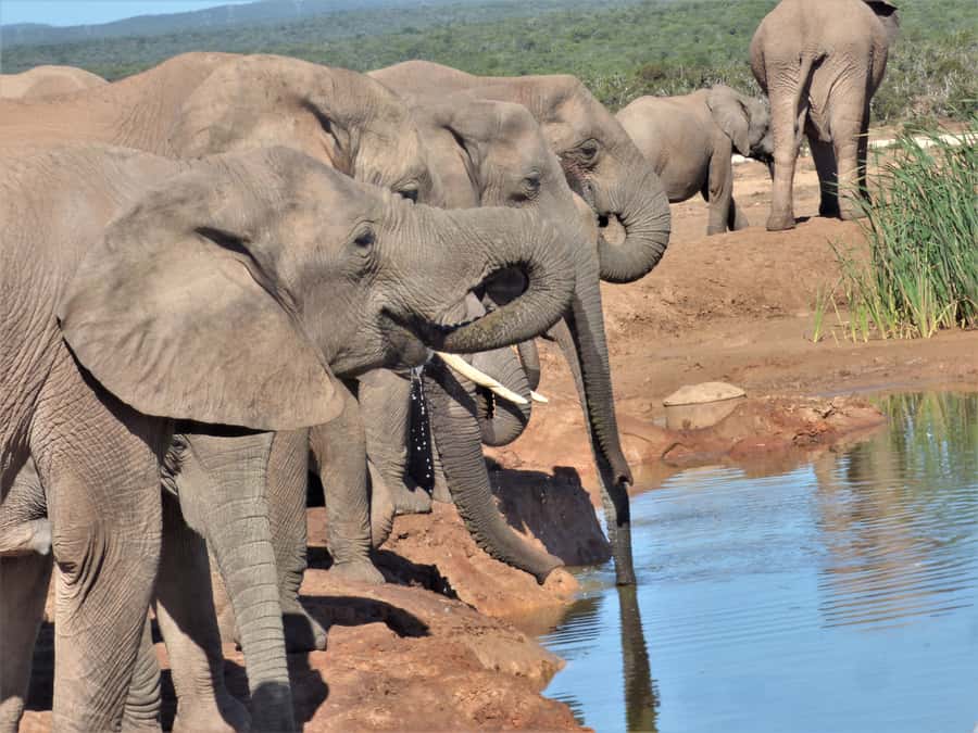 Addo National Park: Full-Day Safari Tour - Why a full day makes sense in Addo