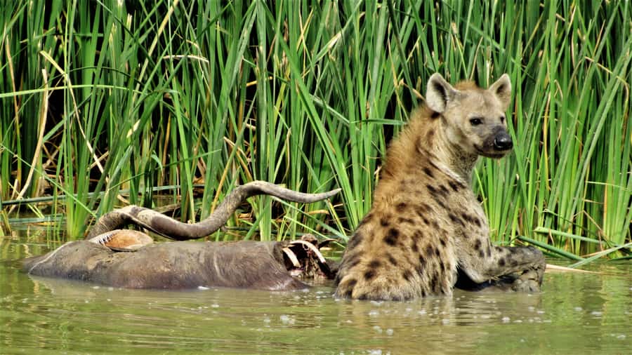 Addo National Park: Full-Day Safari Tour - Wildlife viewing, from elephants to lions