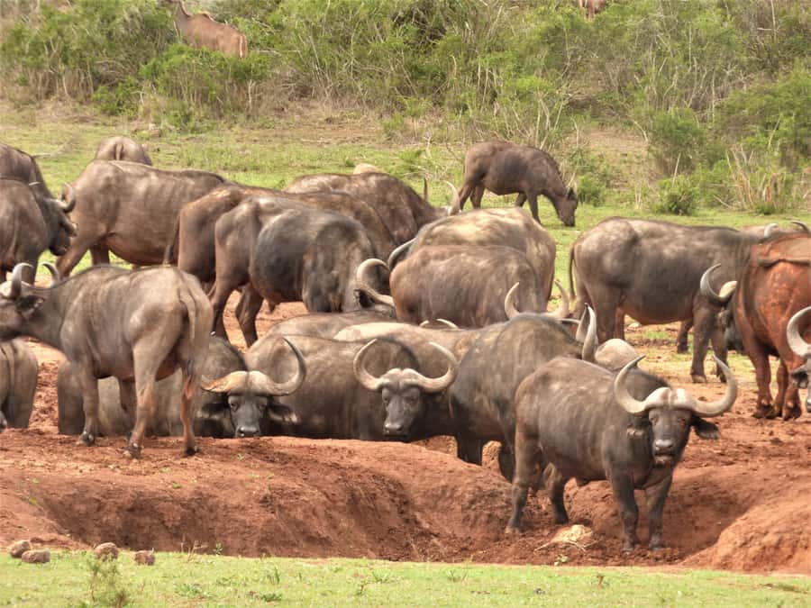 Addo National Park: Full-Day Safari Tour - Weather, clothing, and comfort
