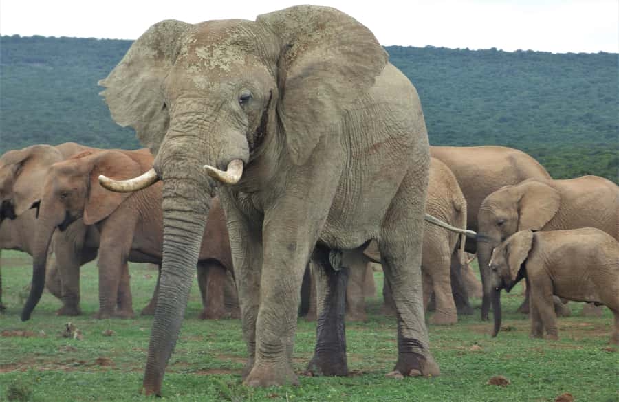 Addo National Park: Full-Day Safari Tour - The Toyota Land Cruiser viewing setup