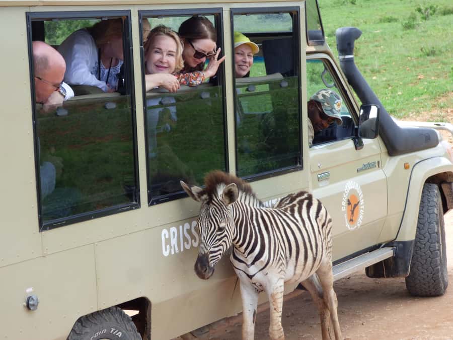 Addo National Park: Guided Half-Day Safari - Key points at a glance