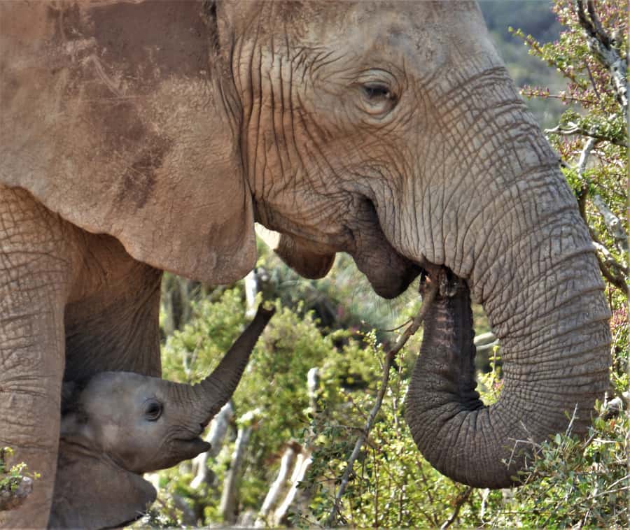 Addo National Park: Guided Half-Day Safari - Starting in Addo village and reaching Main Camp