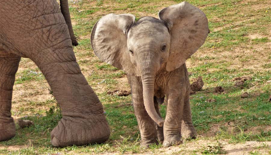 Addo National Park: Guided Half-Day Safari - Searching the northern Big 5 viewing area