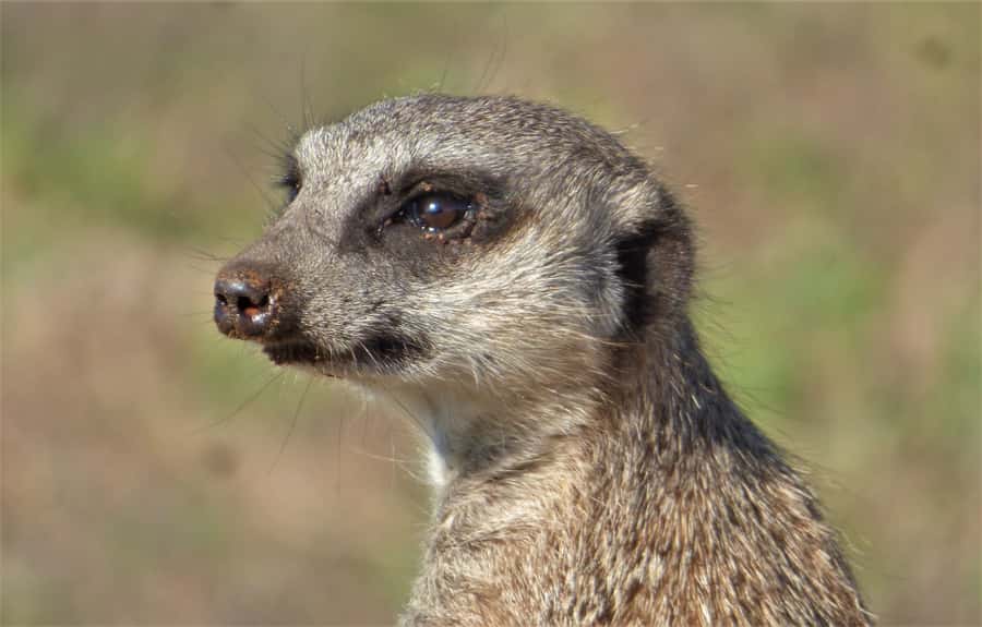 Addo National Park: Guided Half-Day Safari - Elephants, lions, and the smaller finds