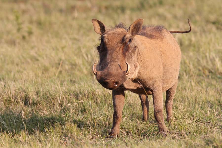 Addo National Park: Guided Half-Day Safari - What the $81 price really covers