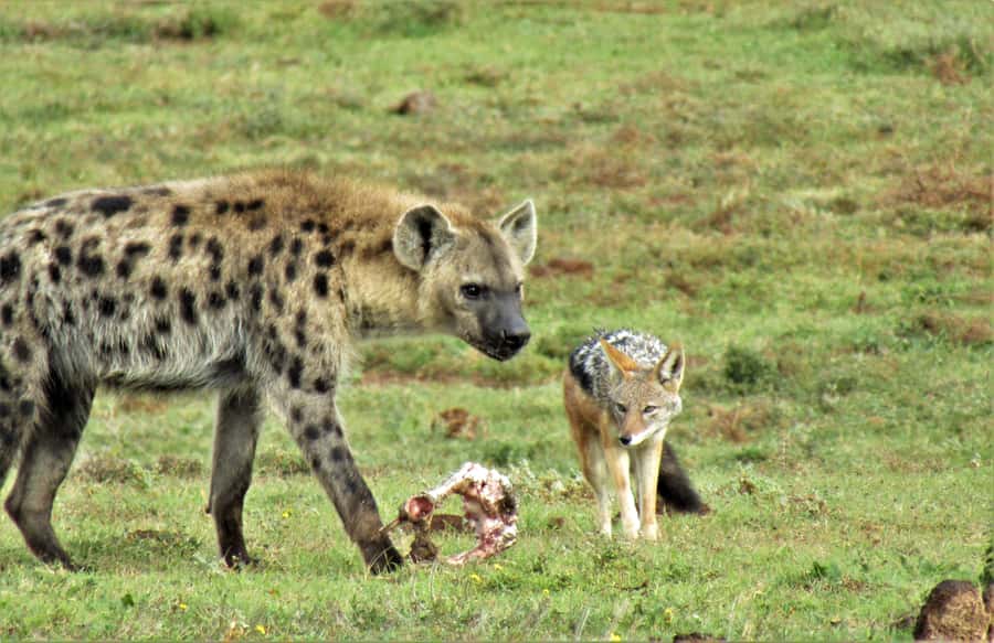 Addo National Park: Guided Half-Day Safari - Who should book this safari