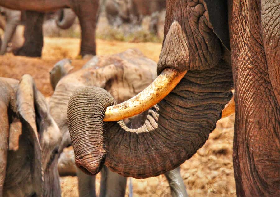 Addo National Park: Guided Half-Day Safari - Booking details worth knowing before you go