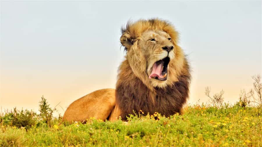 Addo National Park: Guided Half-Day Safari - The closed Toyota Land Cruiser setup