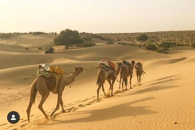 Adventure non touristic camel safari - Meeting the camels at the Thar Desert point