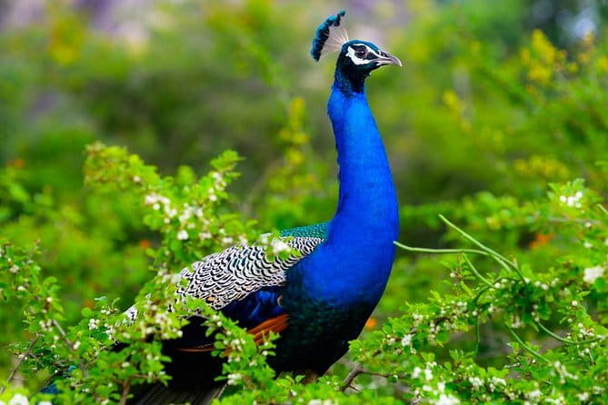 Adventure safari Experience in Hurulu Eco Park, Sri Lanka - How to prepare for a better outing