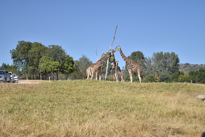 Africam safari (private tour) - A Puebla safari with a real sense of space